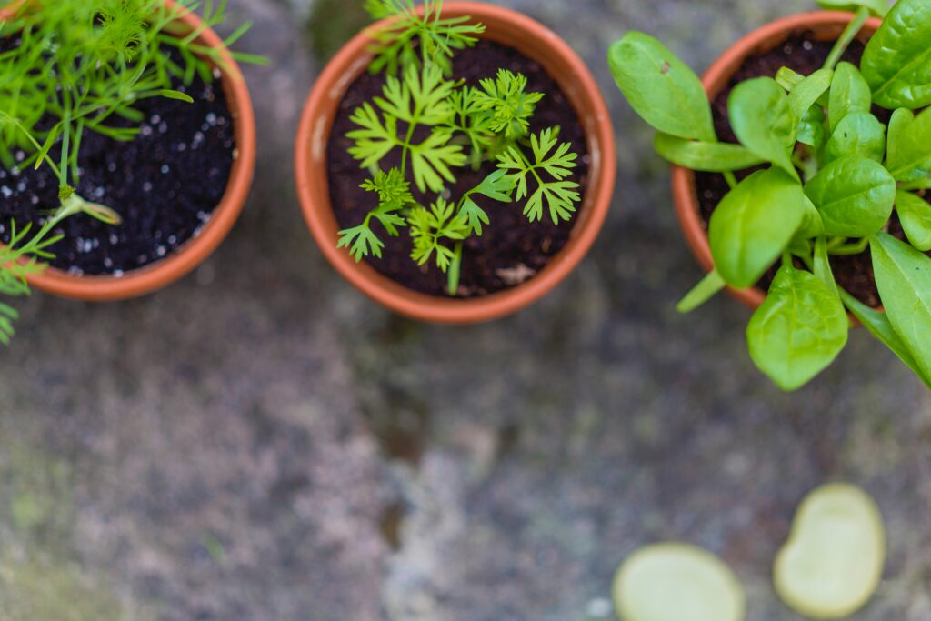 the best plants for your indoor urban garden